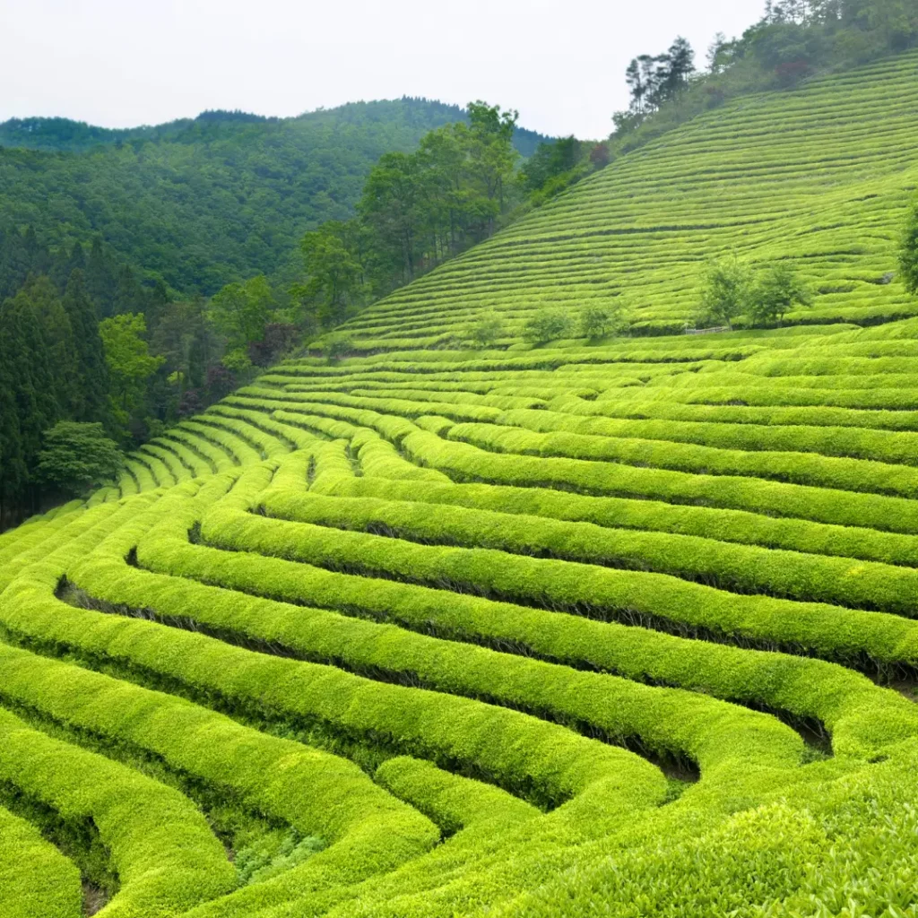 the-beauty-of-indian-tea-gardens_1080x1080_crop_center