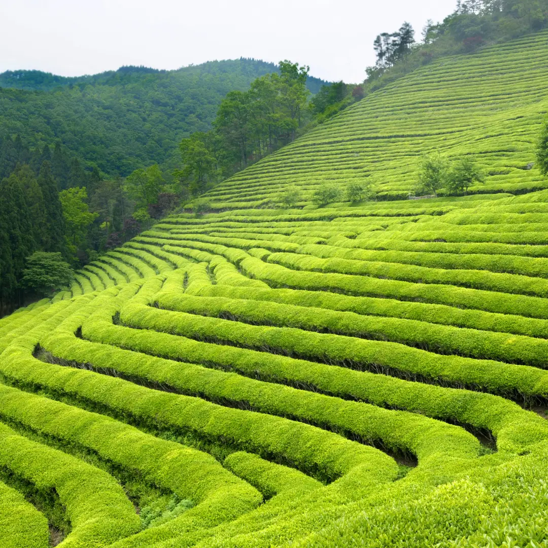 the-beauty-of-indian-tea-gardens_1080x1080_crop_center
